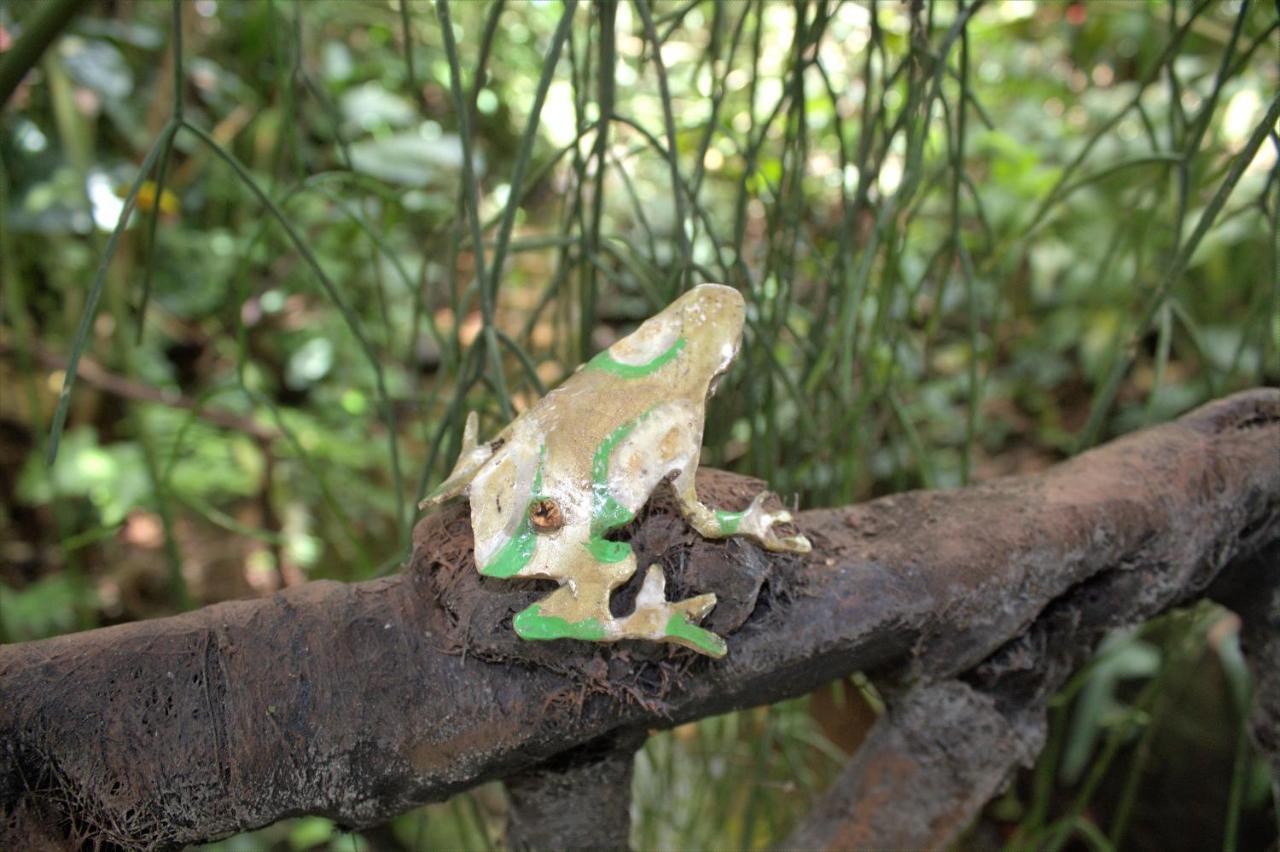 Salamandra Costa Rica Jimenez Ngoại thất bức ảnh